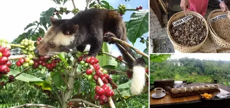 Luwak Coffee Plantation Bali, Bali Tourist Attractions, Bali Green Tour