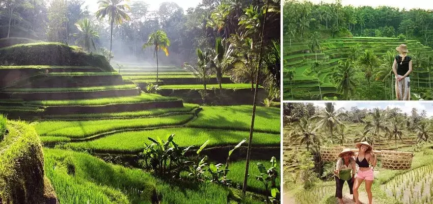 Tegalalang Rice Terrace, Bali Tourist Attractions, Bali Green Tour