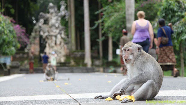 Sangeh Monkey Forest - Bali Interest Place to visit