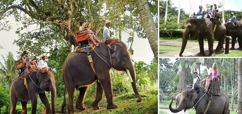 Bali Elephant Ride Tour