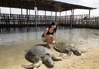 Turtle Island Tour Bali