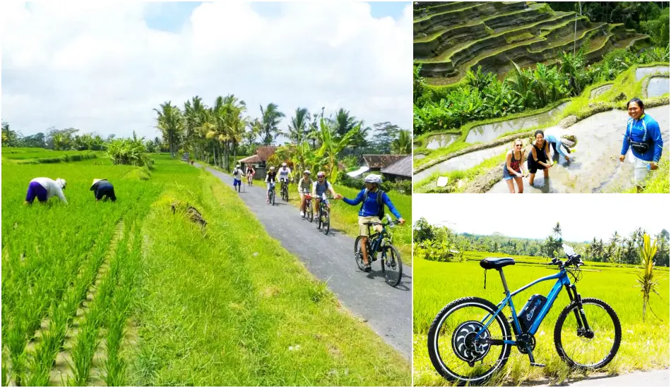 Ubud Rice Fields eBike Tour